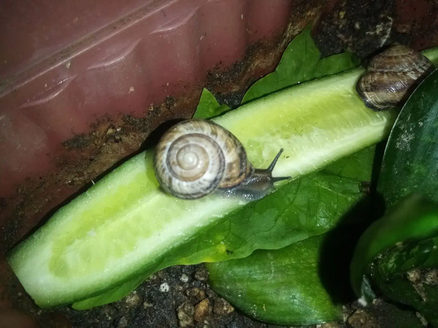 حلزون فروشی|خزنده|خواف, |دیوار