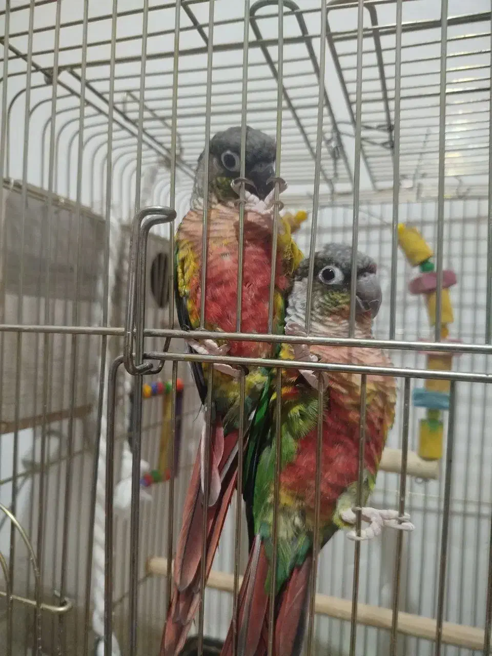 گرینچیک یلوسایید|پرنده|بومهن, |دیوار