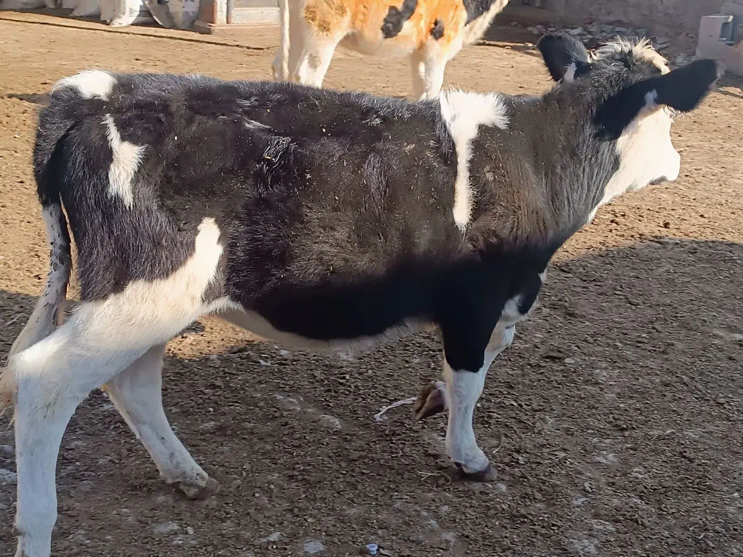 گوساله|حیوانات مزرعه|بجنورد, |دیوار