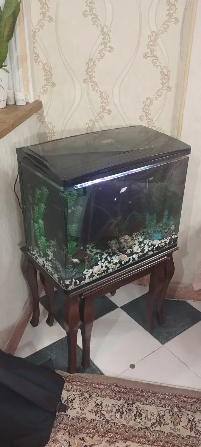 آکواریم خارجی زیبا|ماهی|تهران, افسریه شمالی|دیوار