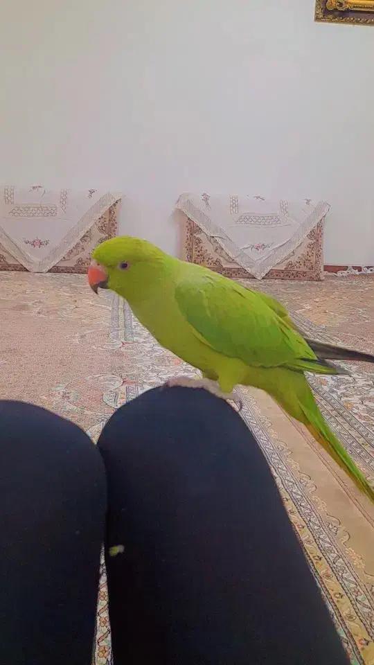 ملنگو ماده /ملنگو /طوطی /پرنده|پرنده|کوهبنان, |دیوار