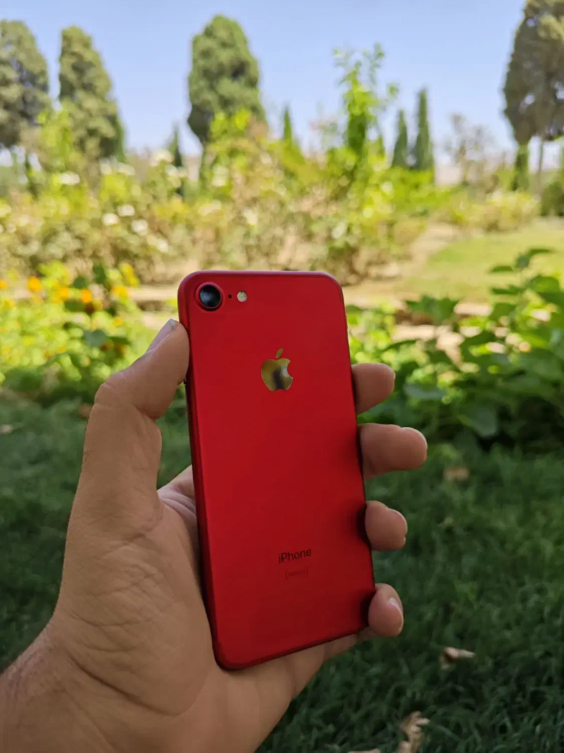 اپل iPhone 7 تمیز سالم درحدنو کمکار 256 گیگ|موبایل|شیراز, لاله|دیوار
