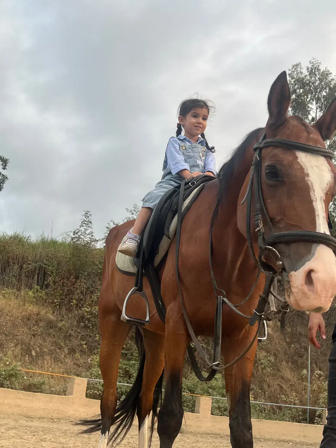 مادیان ترکمن آخال با رگ خونی بالا|اسب و تجهیزات اسبسواری|گرگان, |دیوار