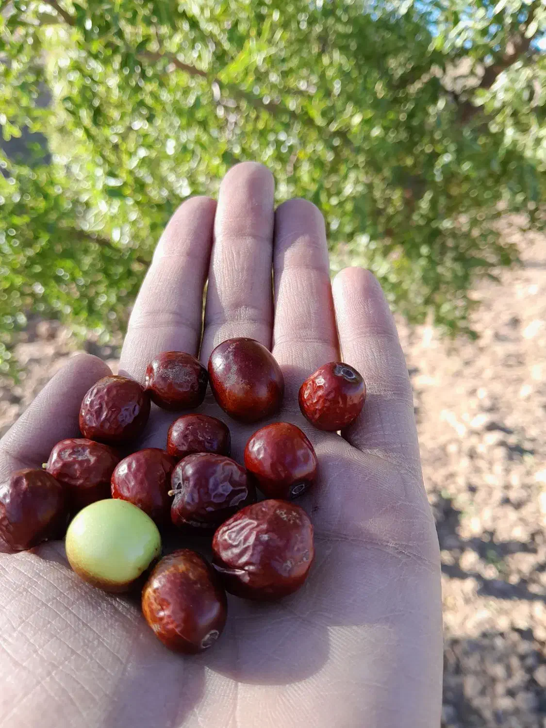 عناب نرم درشت امسالی قائنات بدون کرم خوردگی|خوردنی و آشامیدنی|قائن, |دیوار