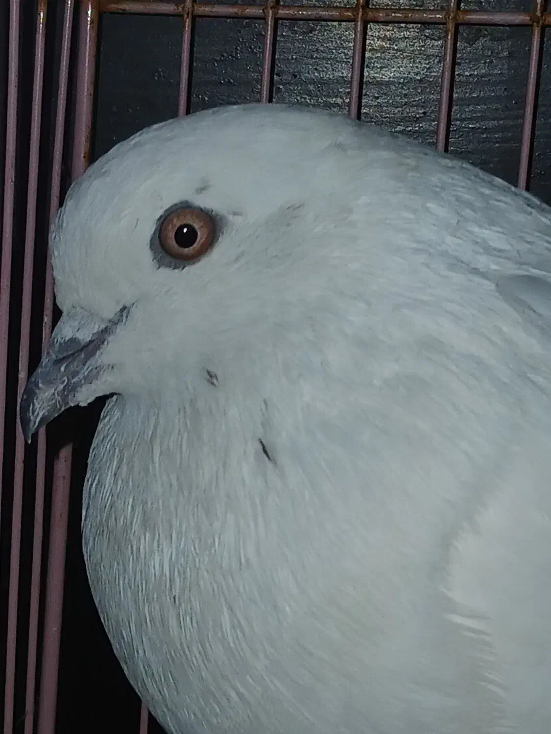 کبوتر پیدا شده|پرنده|بندرعباس, |دیوار