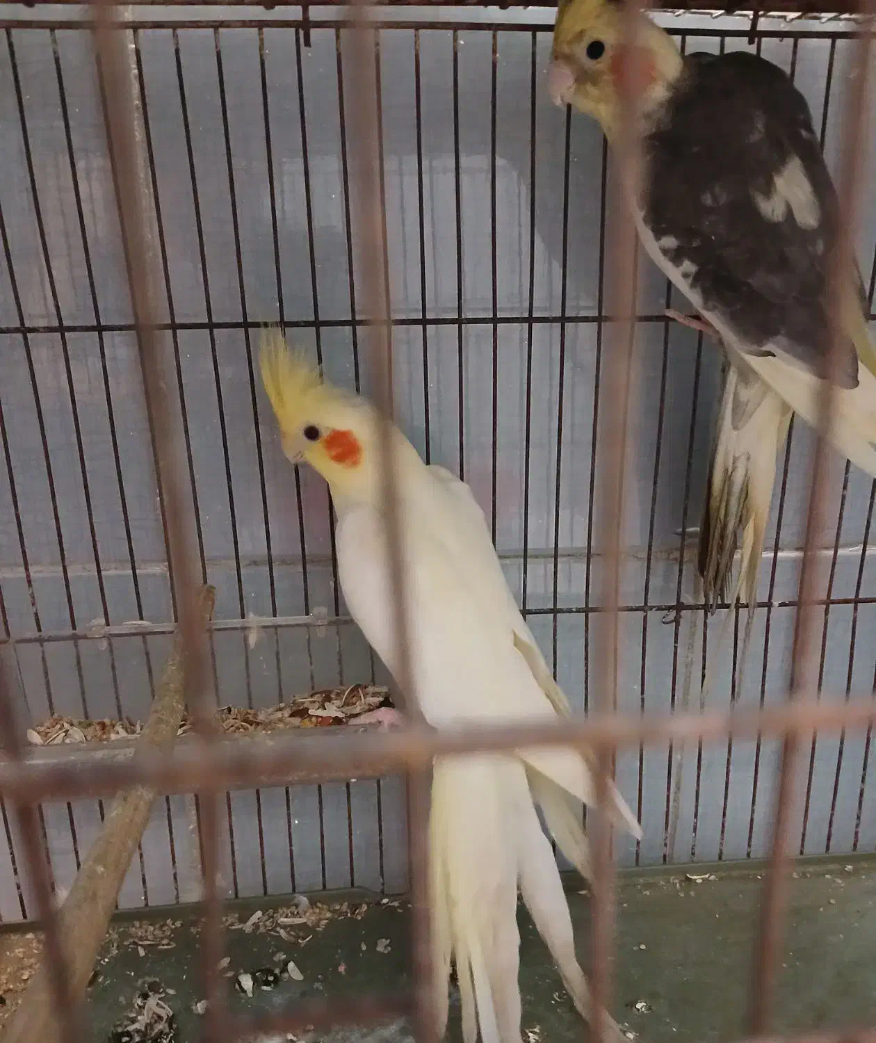 پرنده عروس نر وماده|پرنده|رشت, کوی مهر|دیوار