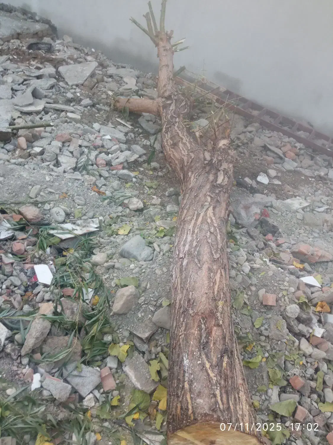 درخت|مصالح و تجهیزات ساختمان|پیرانشهر, |دیوار