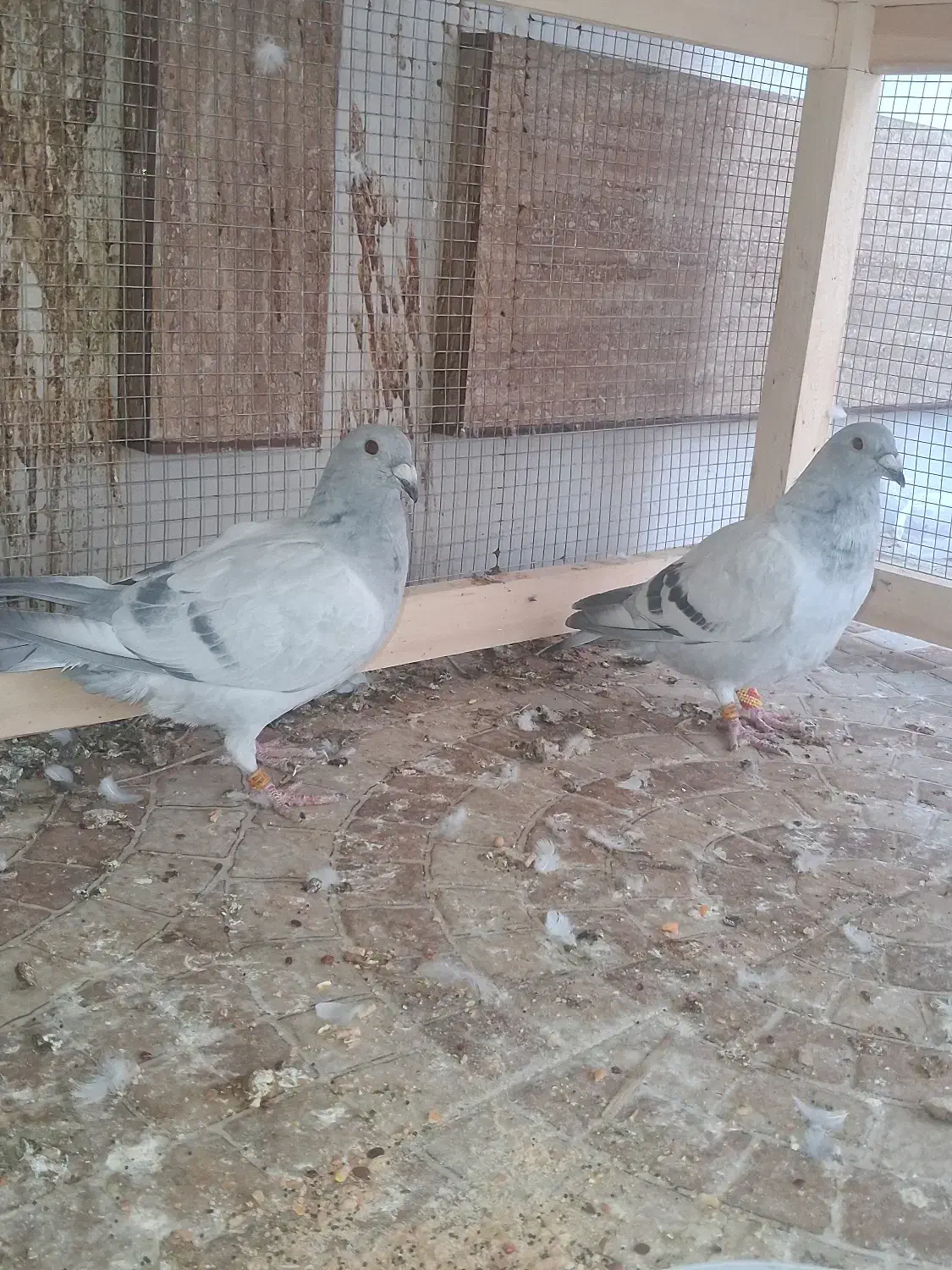 کبوتر موریس دلبر|پرنده|بنارویه, |دیوار