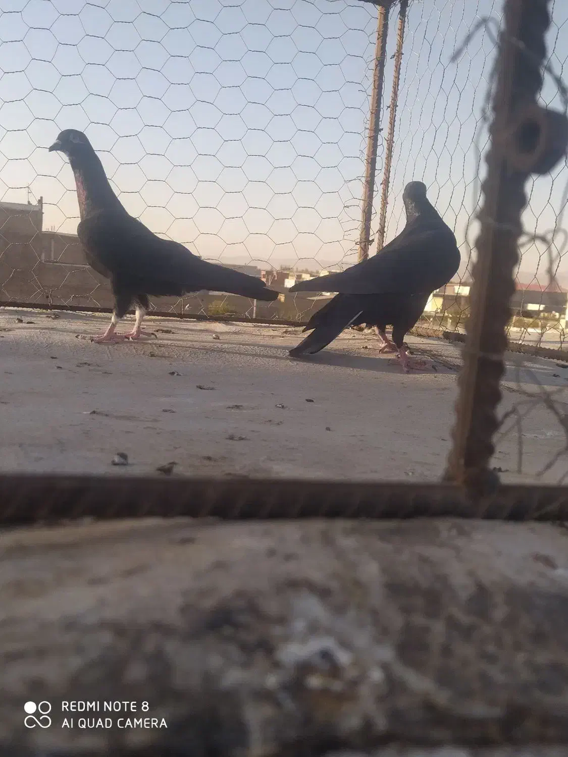 سه عدد کبوتر گرفتنی نر|پرنده|اقبالیه, |دیوار