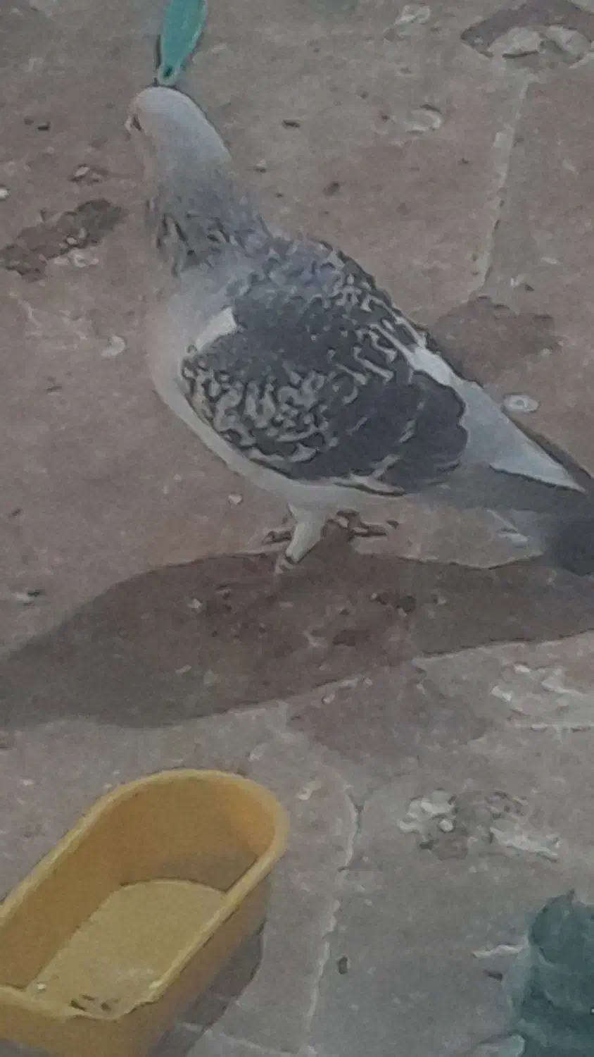 فروش جفت کلاغ بدرنگ|پرنده|کرمان, |دیوار