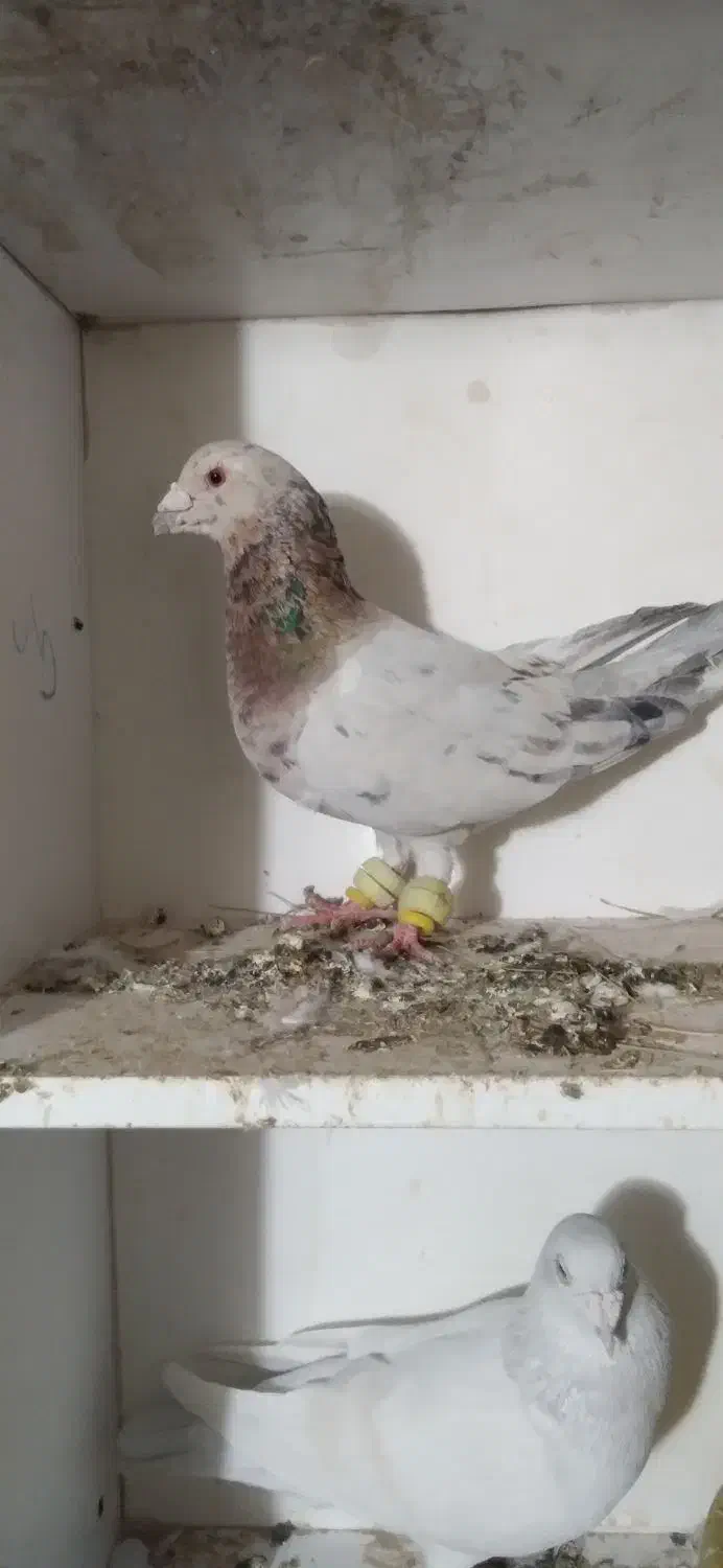 سار کله هما|پرنده|تربت جام, باغ سنگان سفلی|دیوار