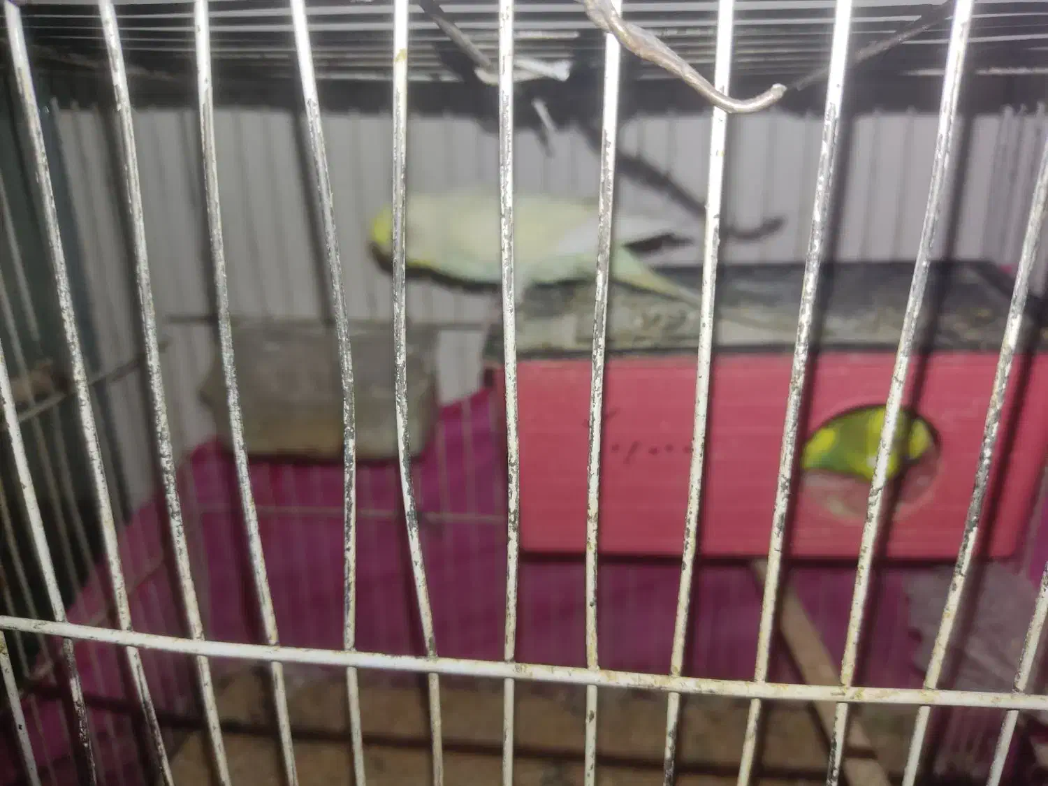 مرغ عشق|پرنده|شاهرود, |دیوار