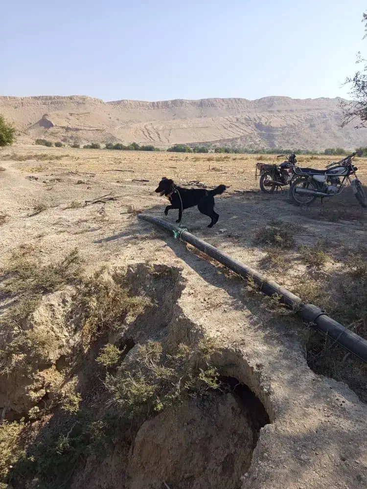 نلیطز|سگ|بهبهان, |دیوار