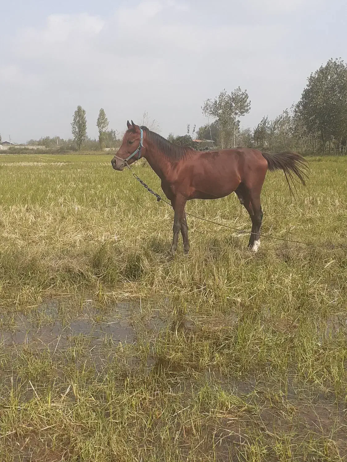 فروش نریان عرب ایرانی ۵ سال|اسب و تجهیزات اسبسواری|خشکبیجار, |دیوار