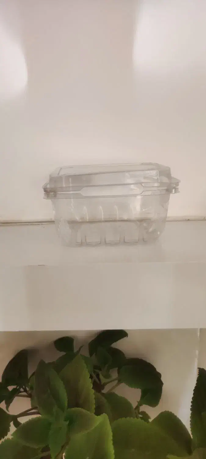 ظرف گوجه زیتونی|ظروف نگهدارنده، پلاستیکی، یکبارمصرف|شهرضا, |دیوار