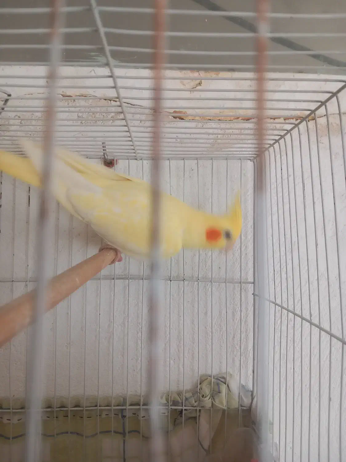 عروس هلندی ۳جفت ویه تکی|پرنده|گلبهار, نوبهار|دیوار