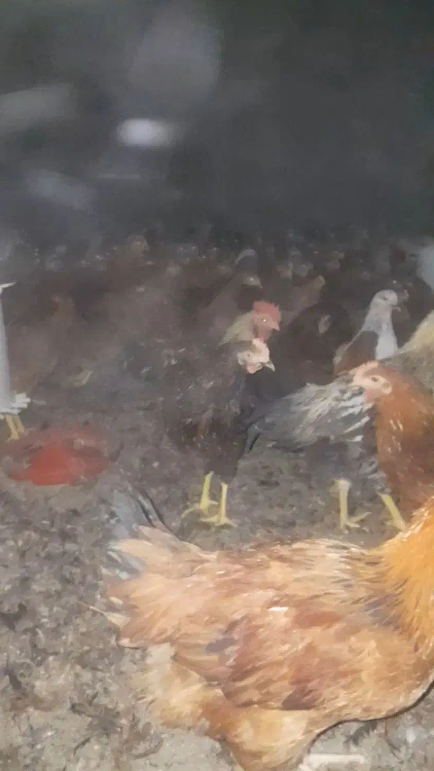 خروس جوان|حیوانات مزرعه|خسروشاه, |دیوار