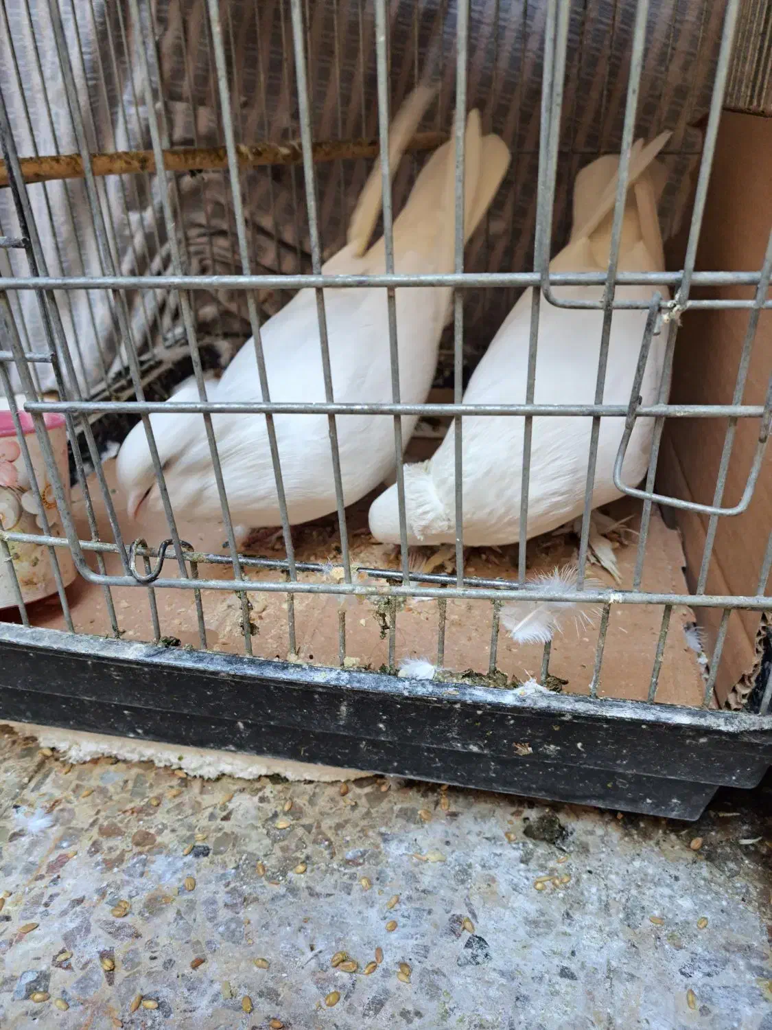 چند جفت  کفتر  عـالـی|پرنده|قم, باجک یک|دیوار