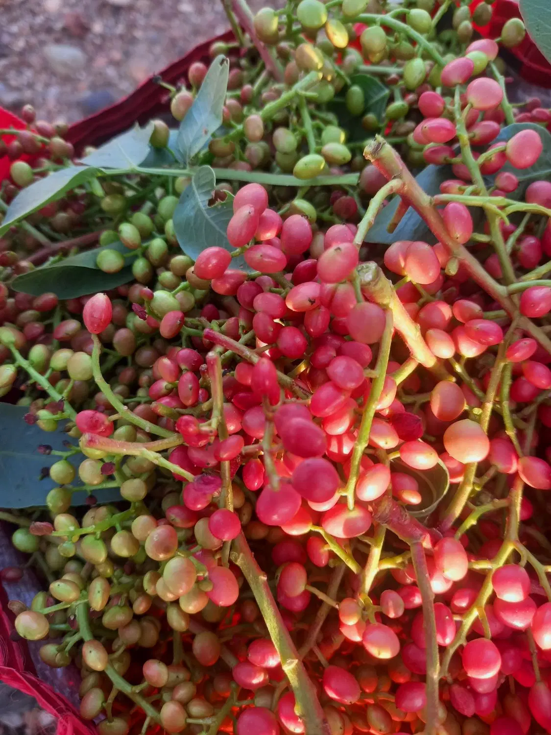 ترشی بنه|خوردنی و آشامیدنی|فسا, |دیوار