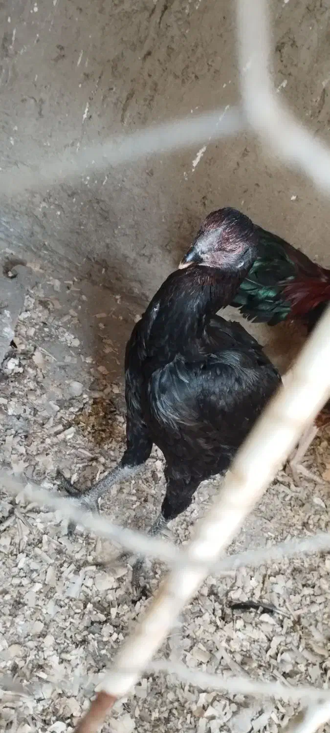 تخم مرغ لاری|حیوانات مزرعه|نگین شهر, |دیوار