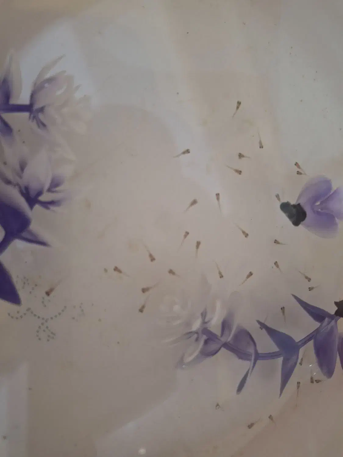 بچه گوپی|ماهی|اردبیل, |دیوار