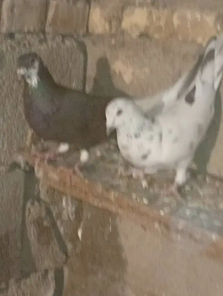 گرفتنی|پرنده|شوشتر, |دیوار