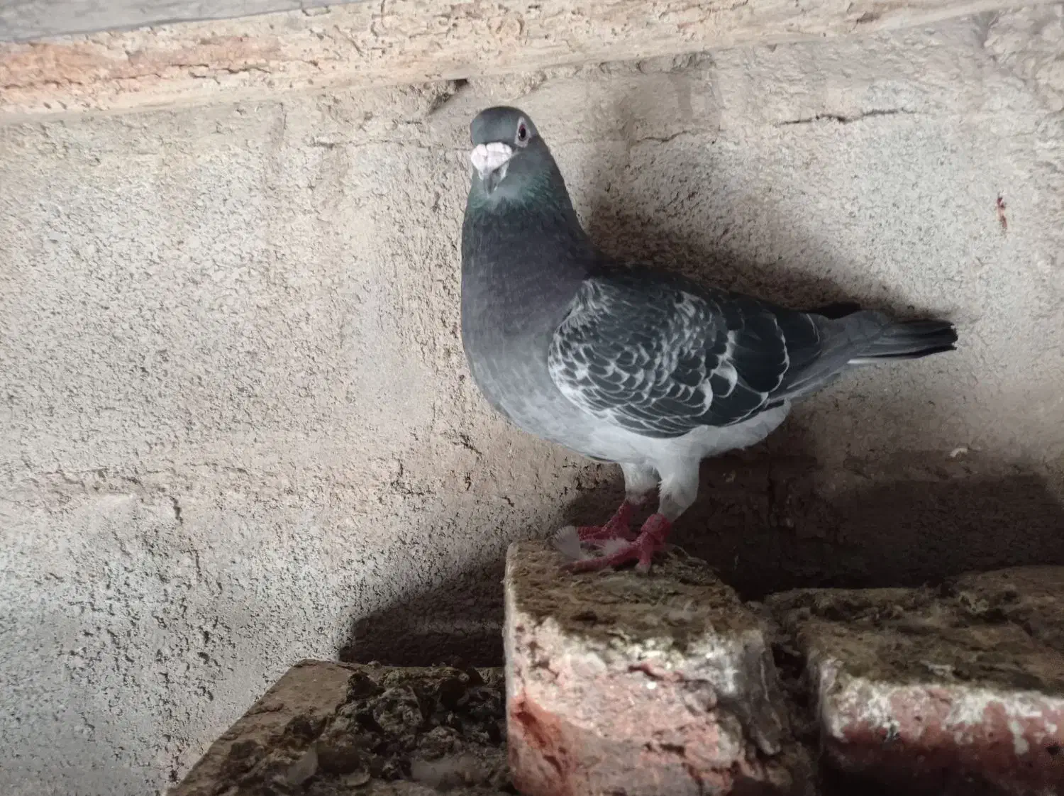 پرنده|پرنده|نمین, |دیوار