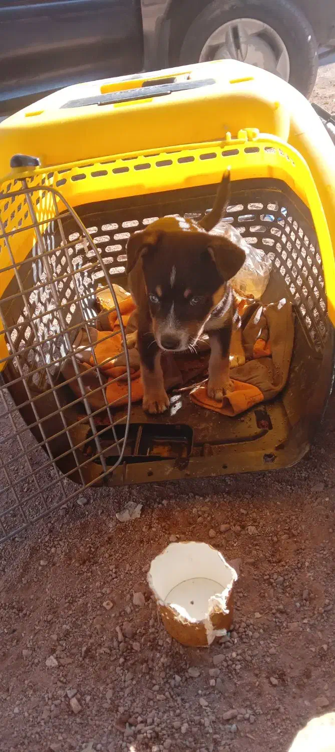 توله سگ شی واوا دوماه،به قیمت خیلی مناسب|سگ|صفادشت, |دیوار