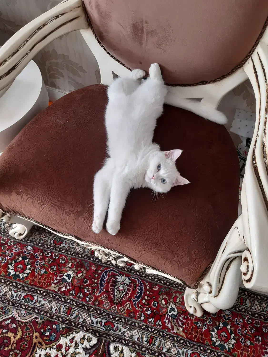 حیوانات خانگی|گربه|مراغه, |دیوار