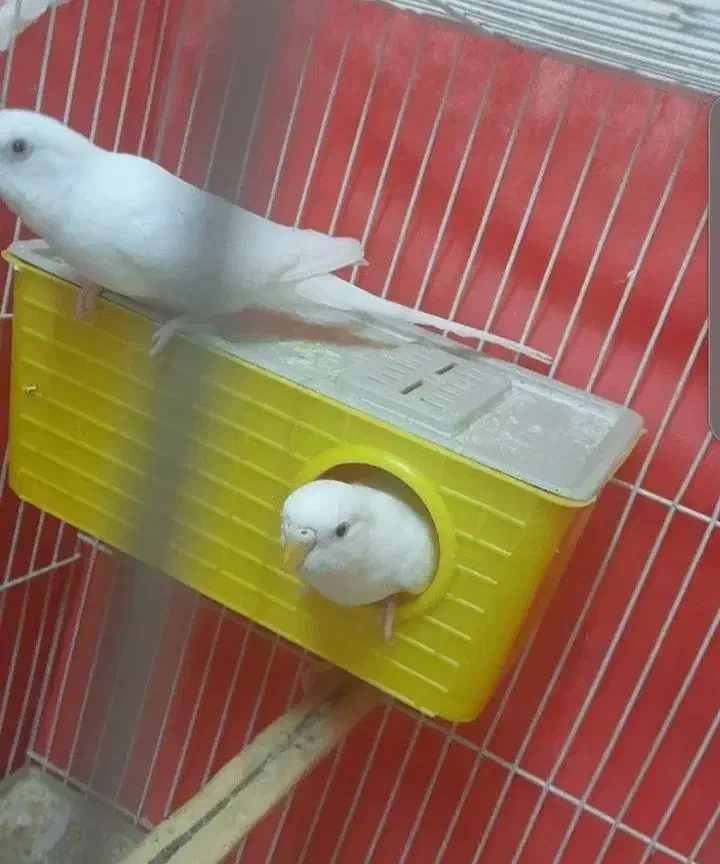 مرغ عشق|پرنده|مشهد, راه آهن|دیوار