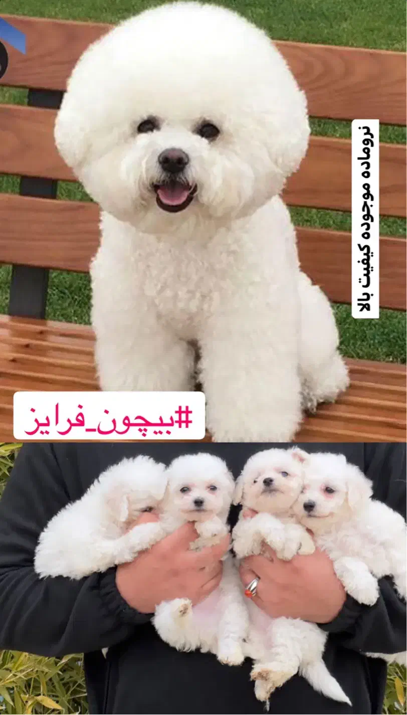 بیچون فرایز یا پودل|سگ|تهران, باغ فیض|دیوار