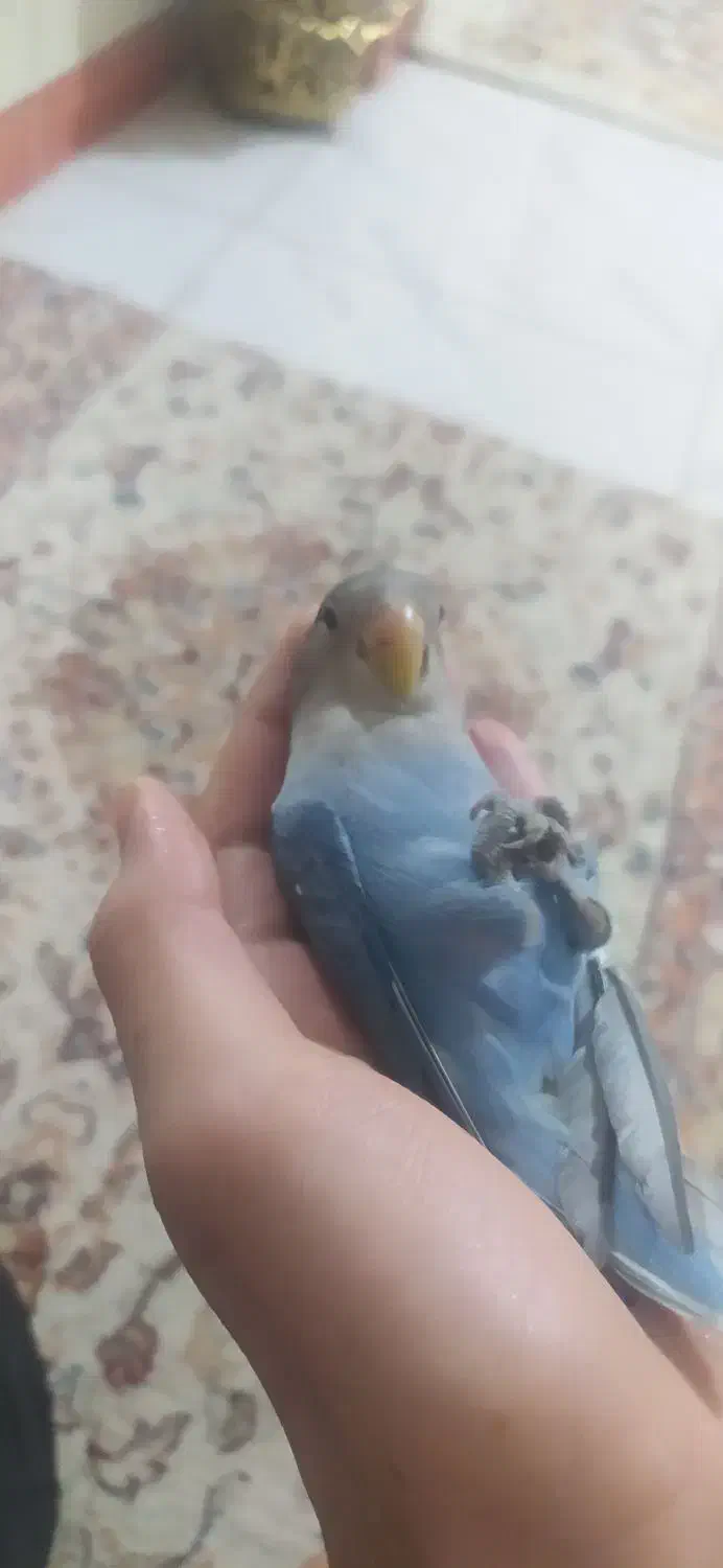 طوطی برزیلی آبی|پرنده|میانه, |دیوار