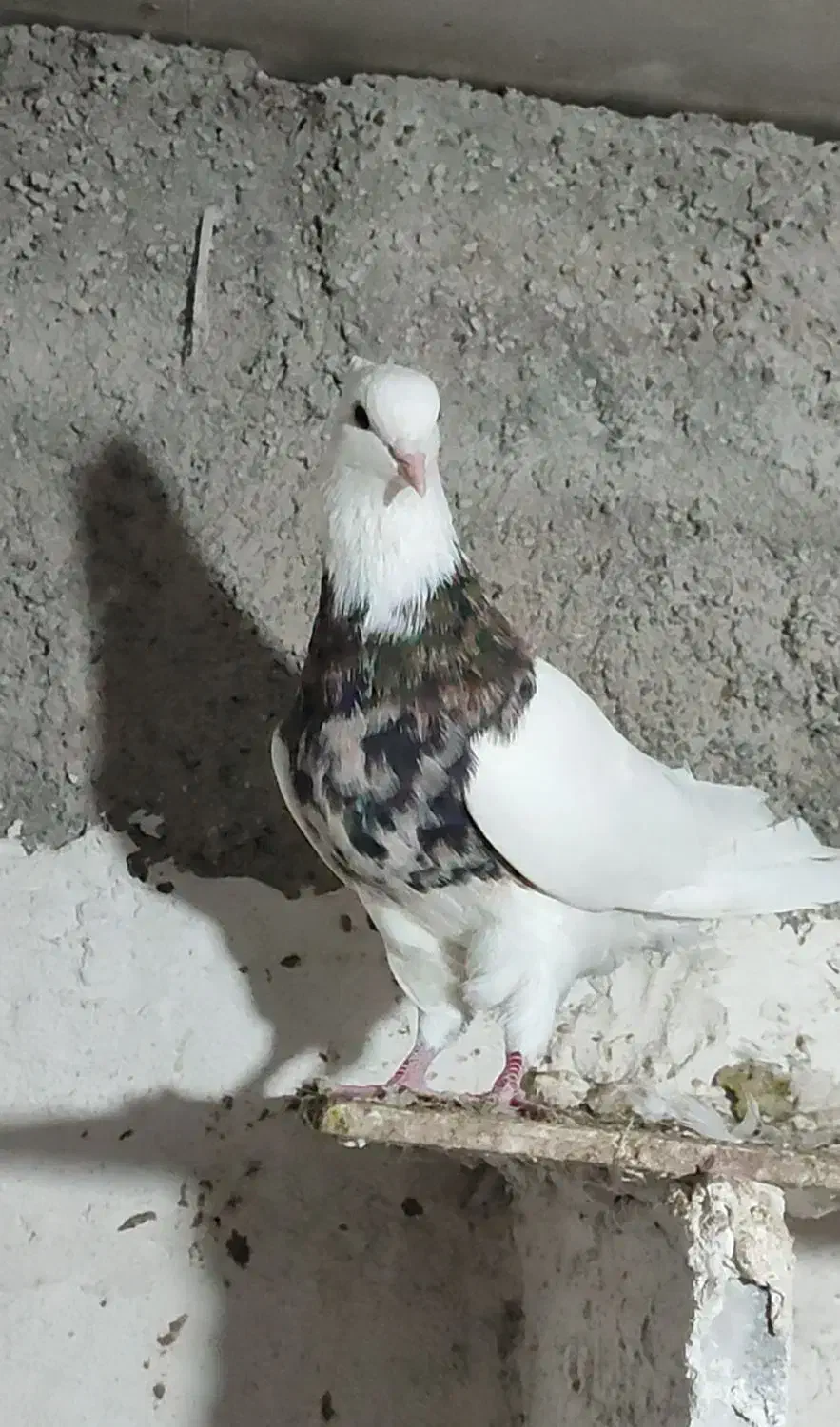 طوقی خال قدیم|پرنده|بهبهان, |دیوار