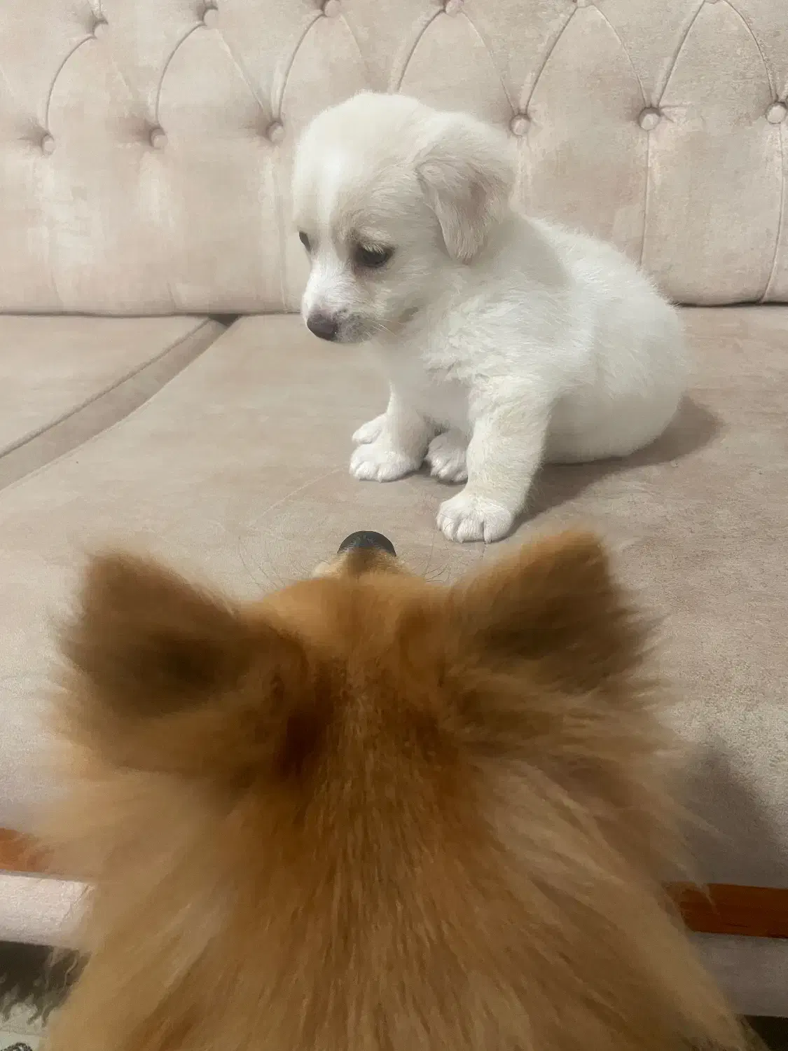 سگ پامر|سگ|خرم‌آباد (تنکابن), |دیوار