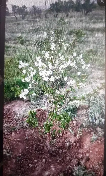 باغ ۷۵۰متری درخمین|فروش زمین و ملک کلنگی|خمین, |دیوار