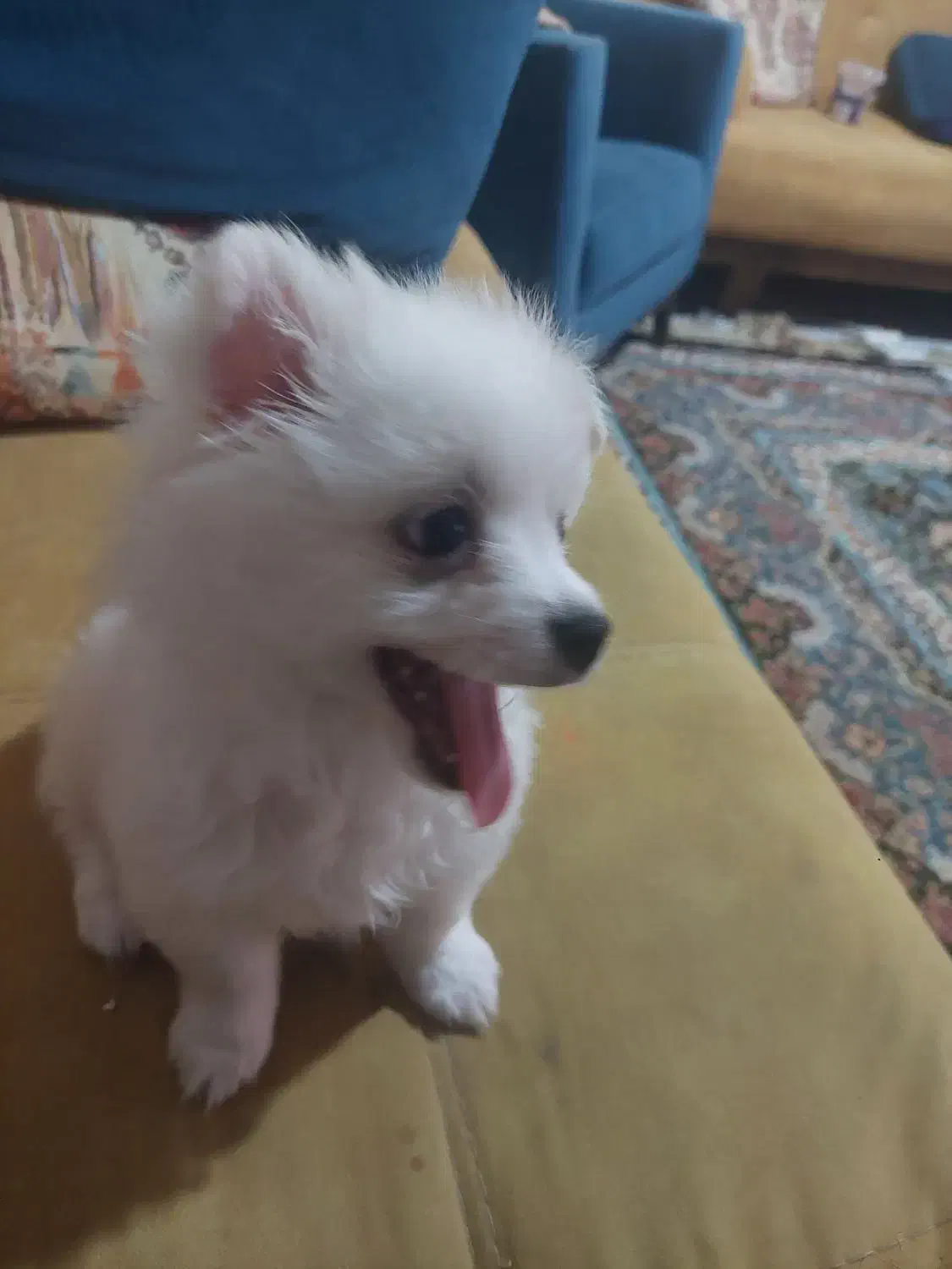 واگذاری سگ پامرین|سگ|شیراز, درکی|دیوار