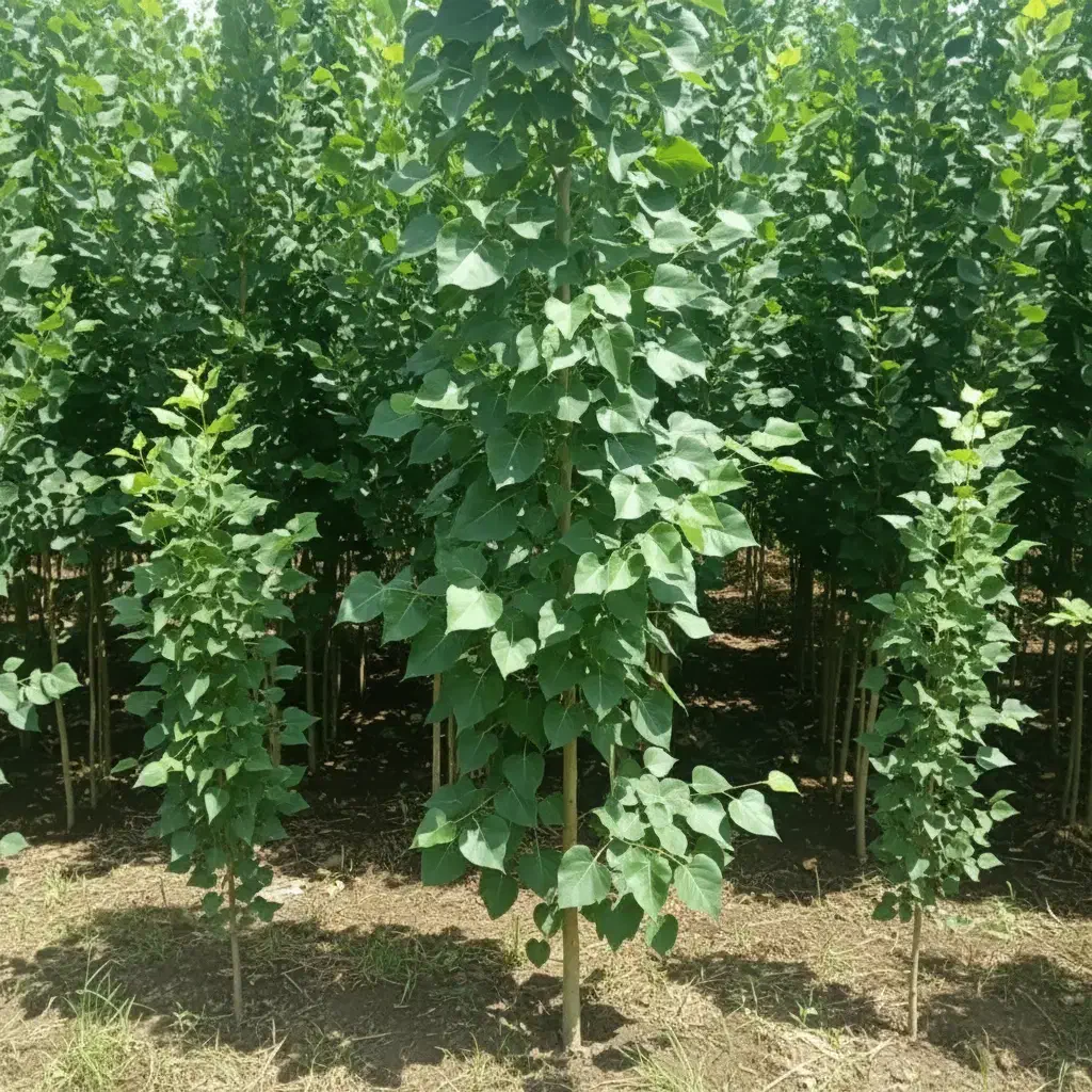 آخرین فرصت خرید نــهال صــنوبـر با 30٪ تخفیف ویژه|خدمات باغبانی و درختکاری|مراغه, |دیوار