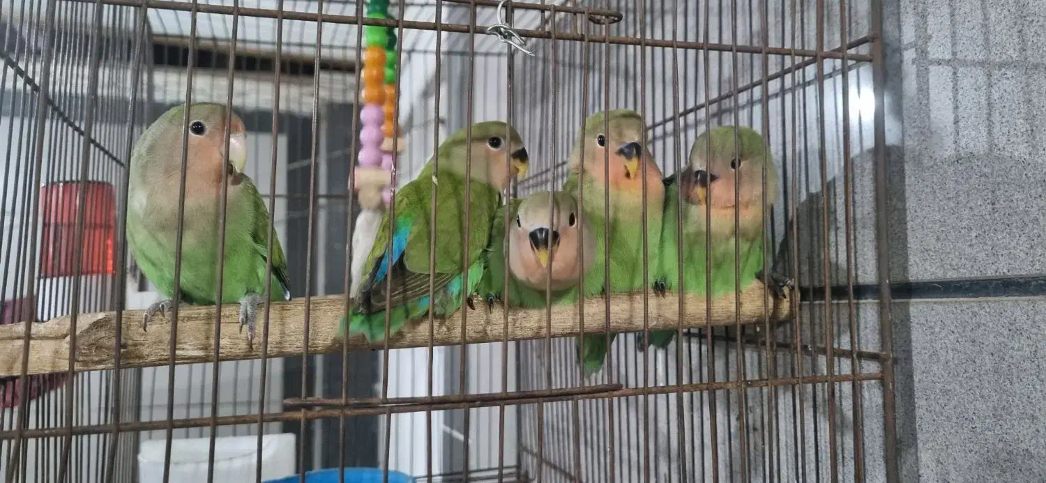 جفت طوطی برزیلی|پرنده|اهواز, کوی بشارت|دیوار