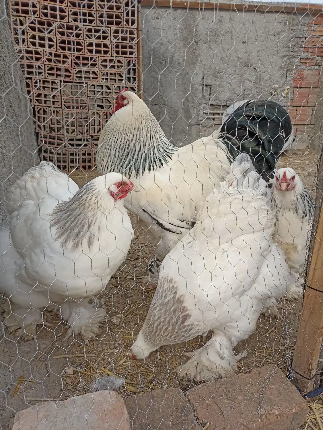 جوجه برهما اصل|حیوانات مزرعه|گرگان, |دیوار