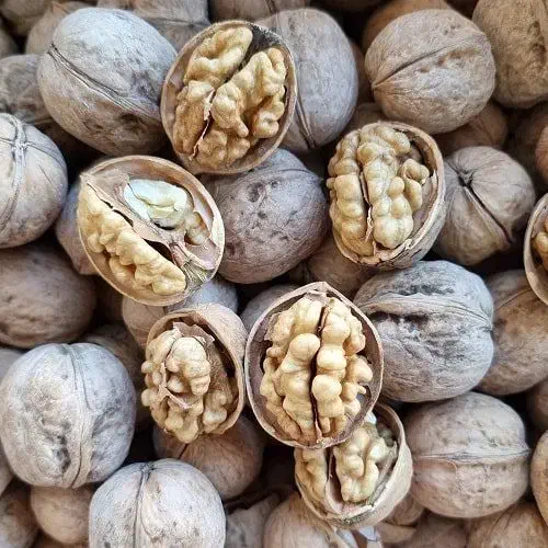 فروش گردو (درجه یک)|خوردنی و آشامیدنی|عجب شیر, |دیوار