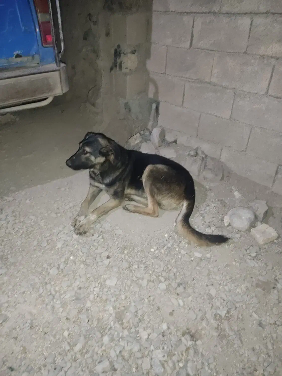 واگذاری سگ دوبرمن|سگ|کرمانشاه, |دیوار