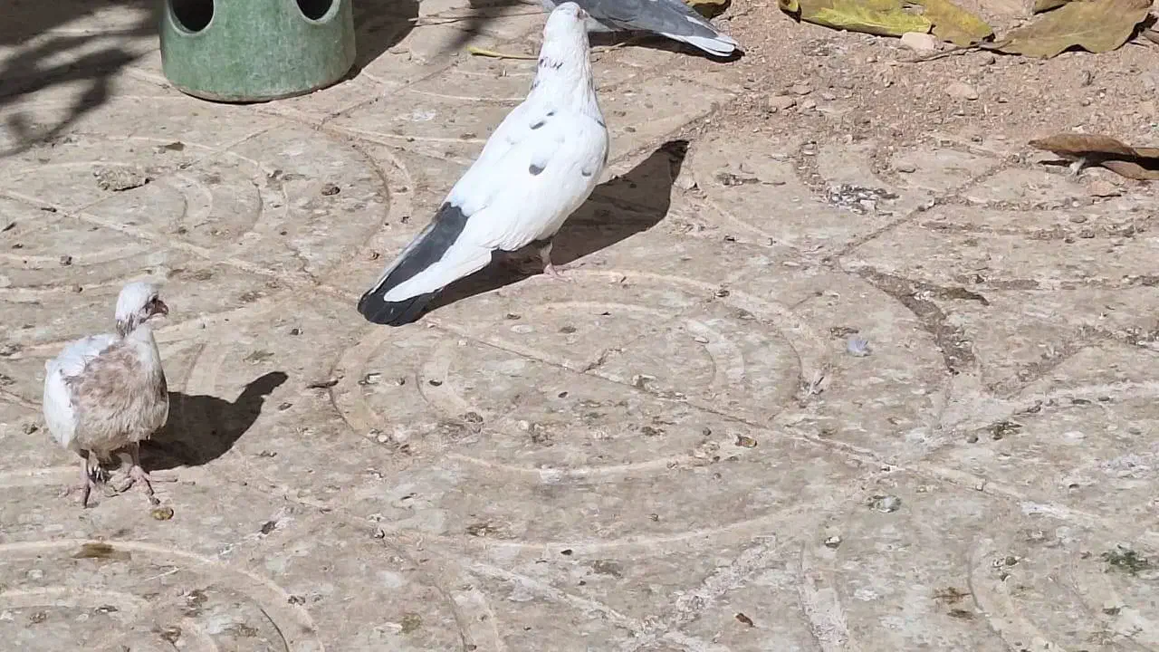 کفتر نر فروشی|پرنده|فریدونشهر, |دیوار