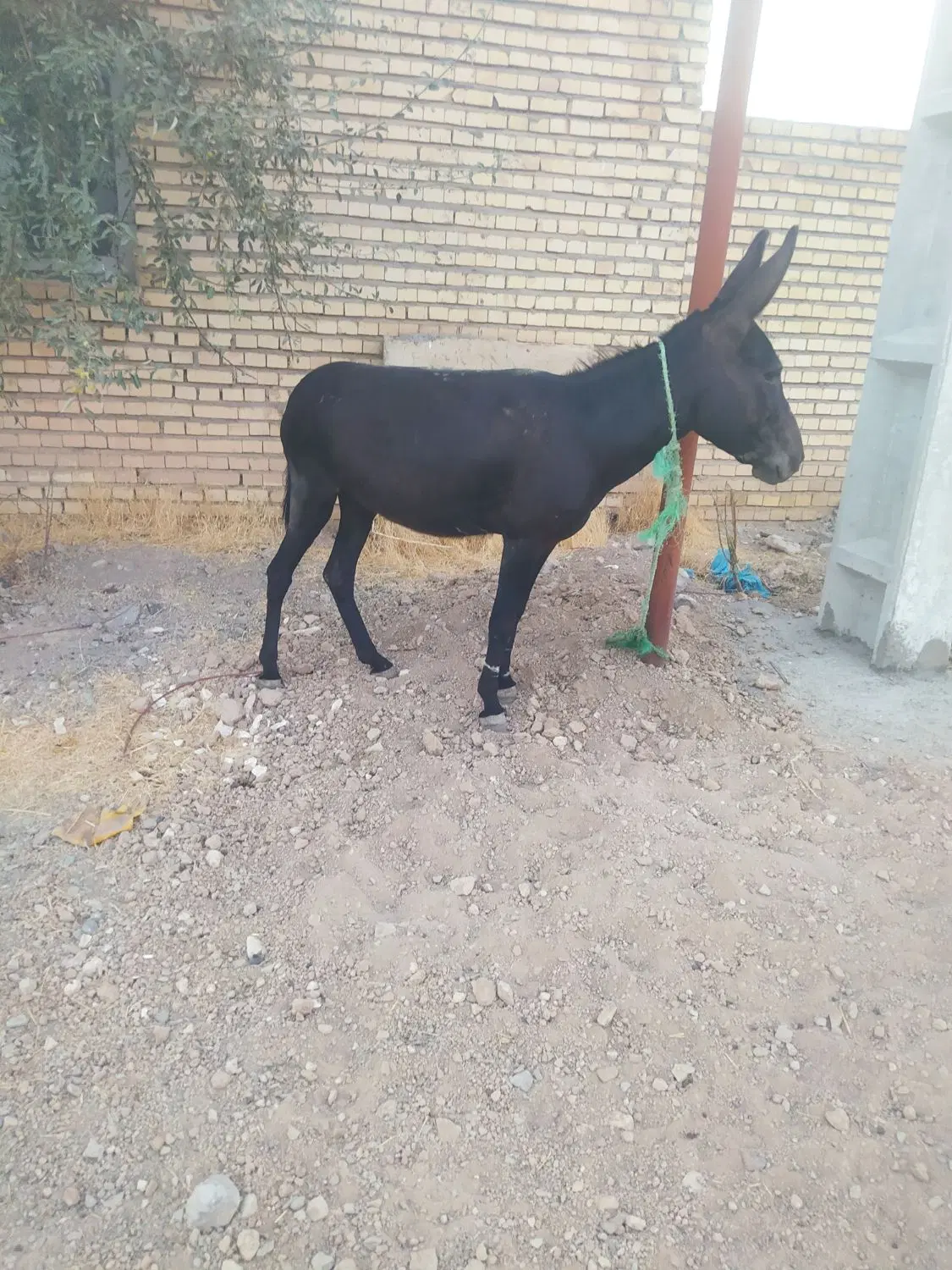 الاغ|حیوانات مزرعه|بیجار, |دیوار