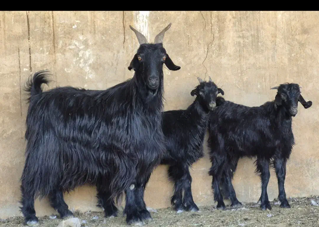 دو راس بز دوکهره ای  دوباره آبستن|حیوانات مزرعه|کوار, |دیوار