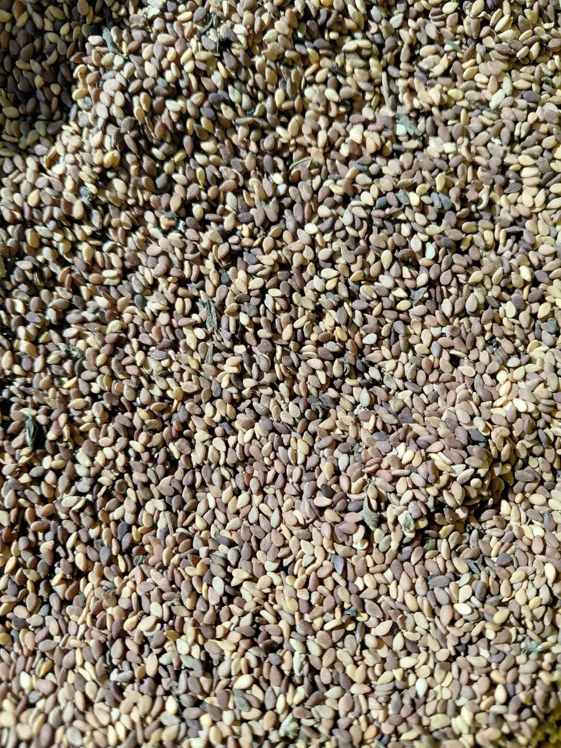 کنجد تمیز|خوردنی و آشامیدنی|باوی, |دیوار