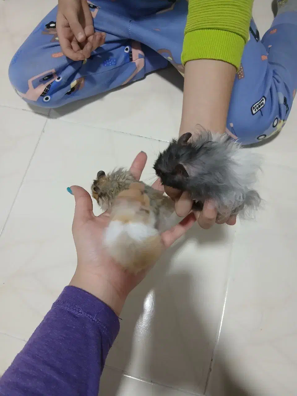 همستر|موش و خرگوش|اصفهان, فرح آباد|دیوار