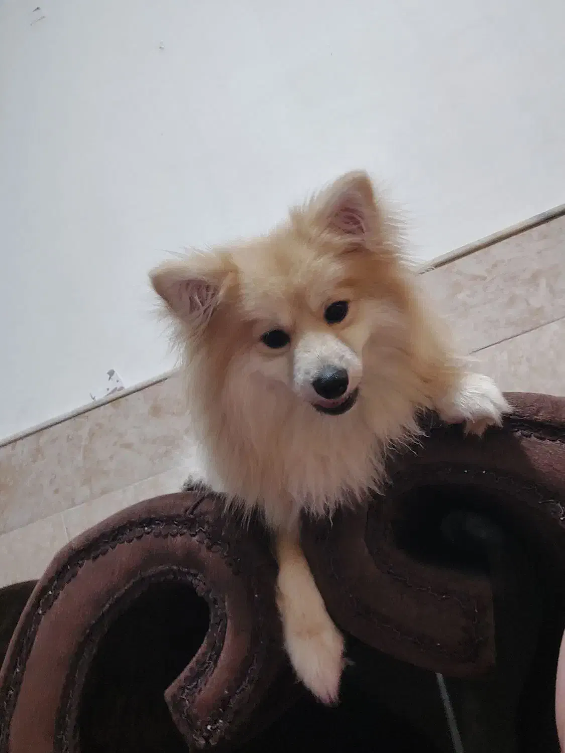 پت بازیگوش و خوشگل روباهی|سگ|قم, دروازه ری|دیوار