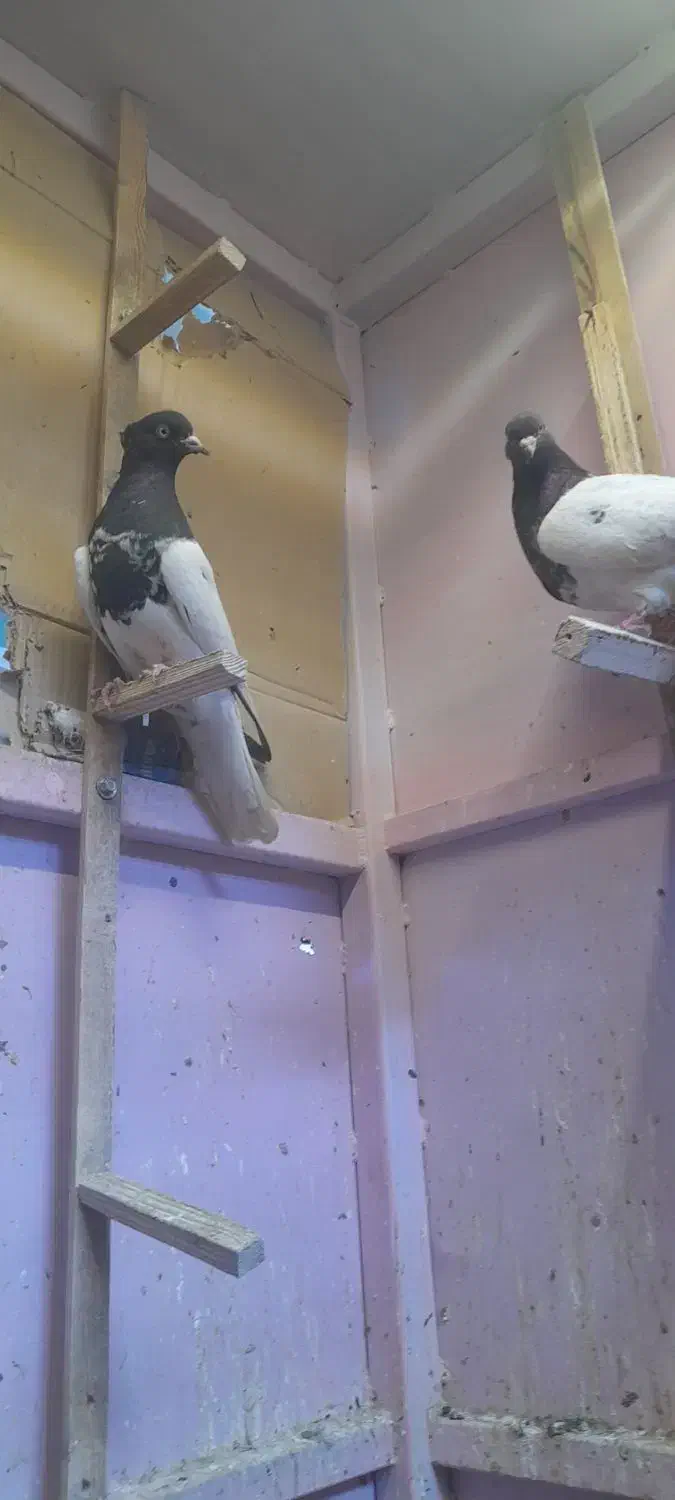 کفتر سوراخی پریده مخ|پرنده|کرمان, |دیوار