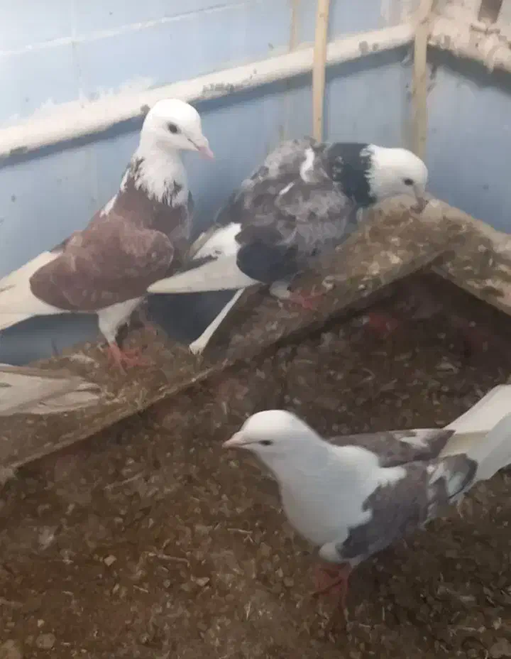 کبوتر|پرنده|خوی, |دیوار