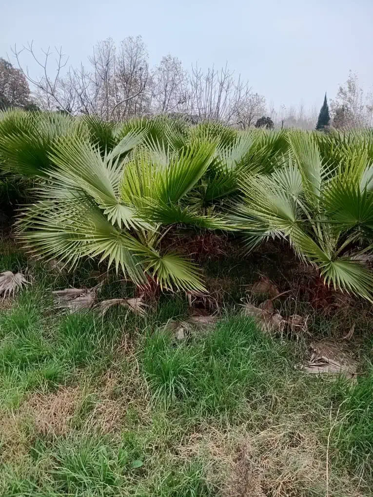 نهال پالم واشنگتن تنه قرمز|گل و گیاه طبیعی|آمل, |دیوار